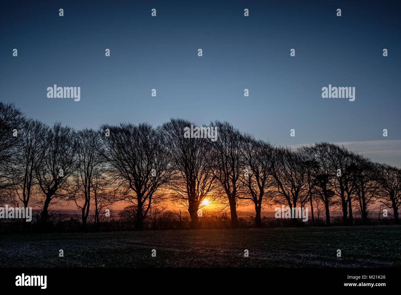 Winter Dawn in Dorset Stockfoto