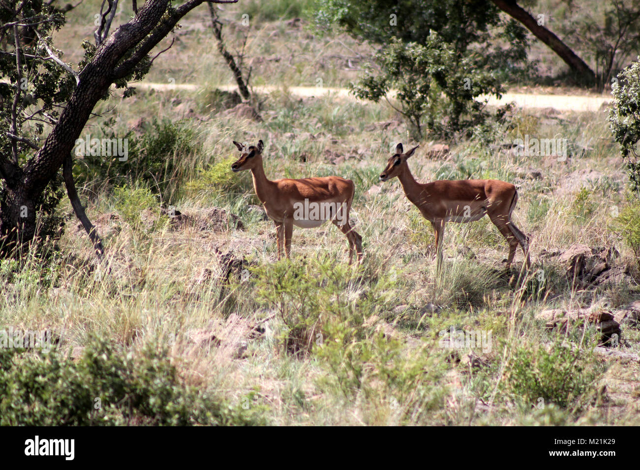 Tomson Gazellen im Krüger Nationalpark, Südafrika Stockfoto