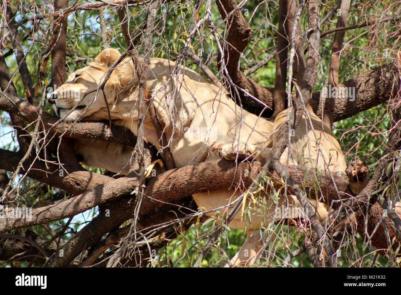 Männliche Löwe Schlaf über einen Baum bei Krüger Nationalpark Südafrika Stockfoto