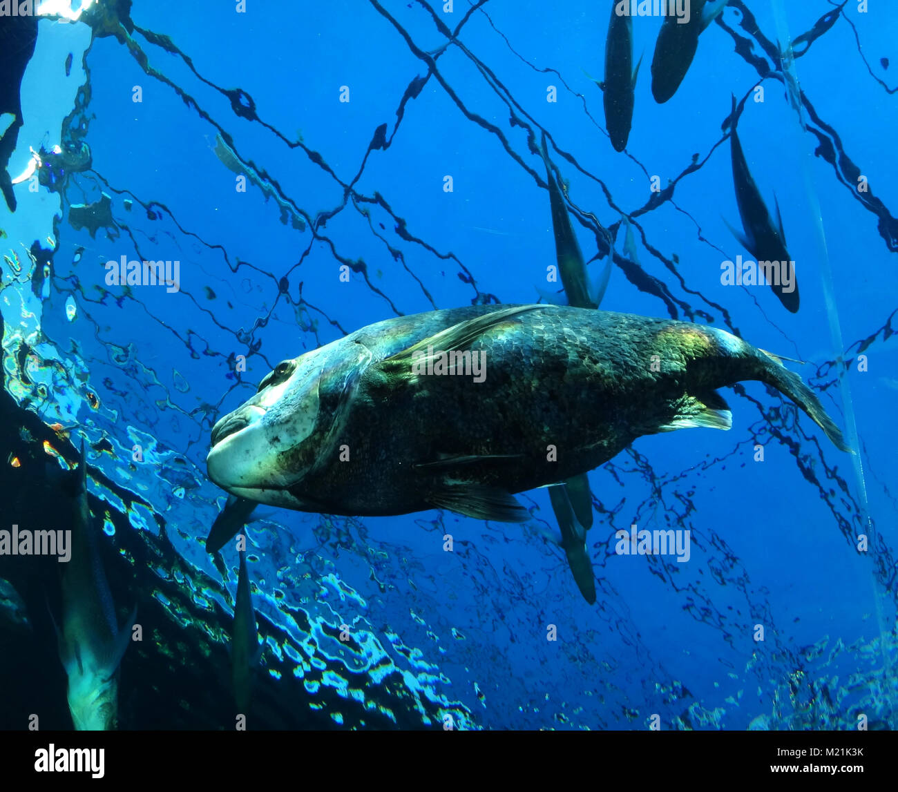 Angebot fisch Unterwasser bei Kapstadt Südafrika Stockfoto