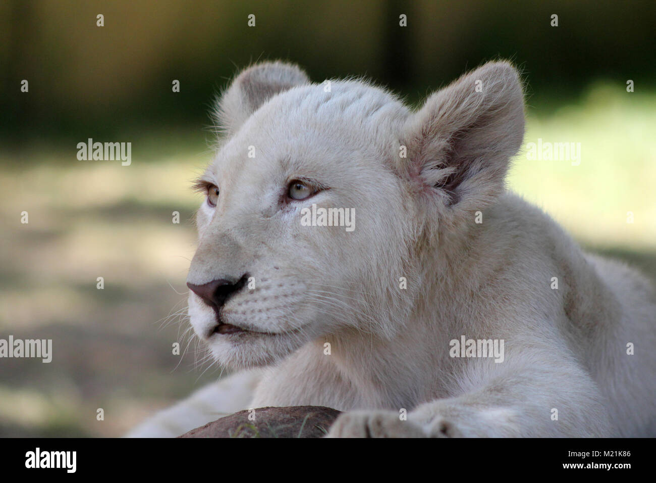 White Lion Welpen oder Cub mit grünen Augen schließen, Stockfoto