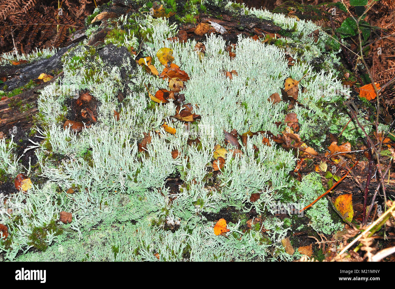 Cladonia Flechten in den New Forest National Park, Hampshire, England Stockfoto