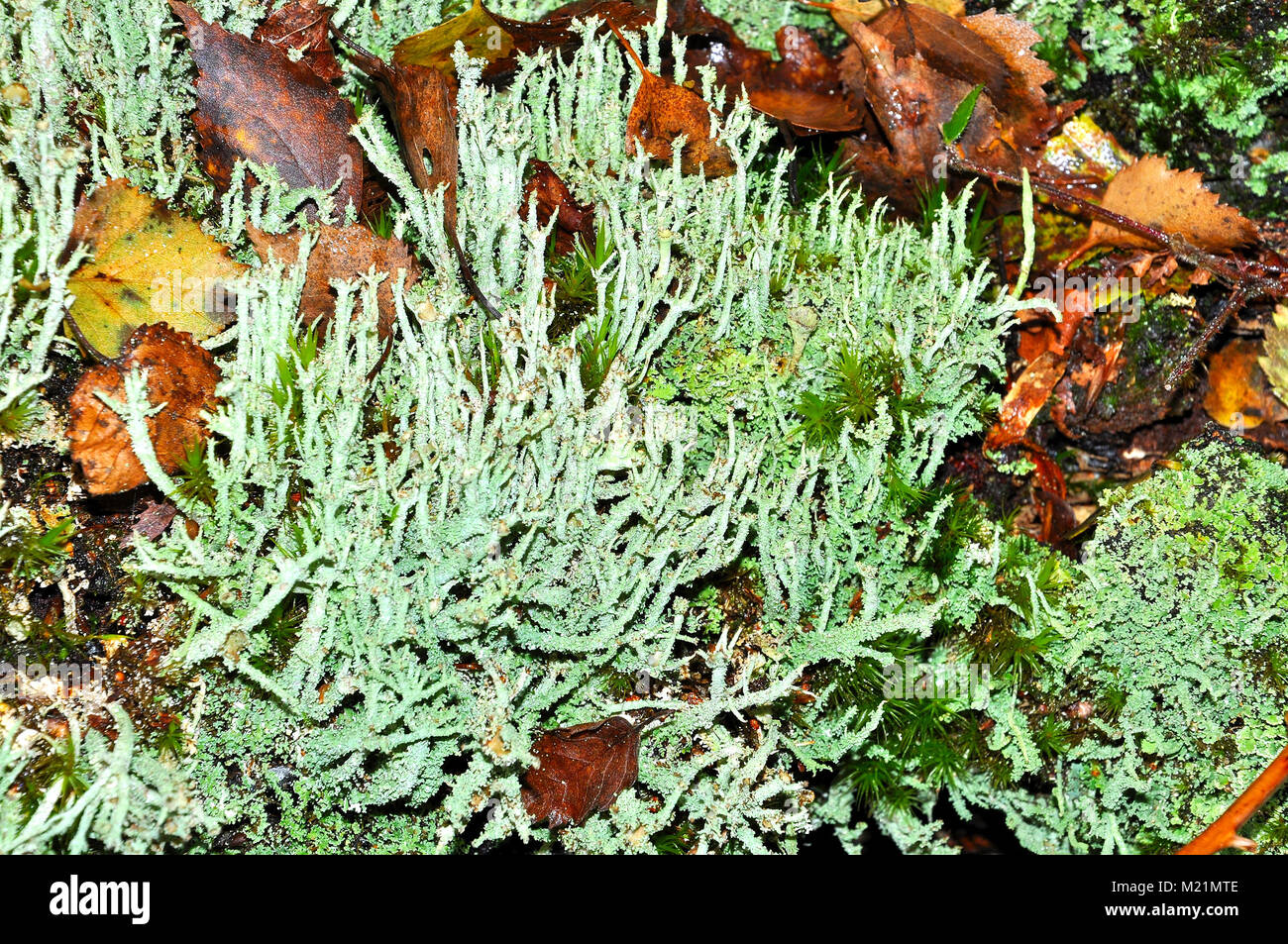Cladonia Flechten in den New Forest National Park, Hampshire, England Stockfoto