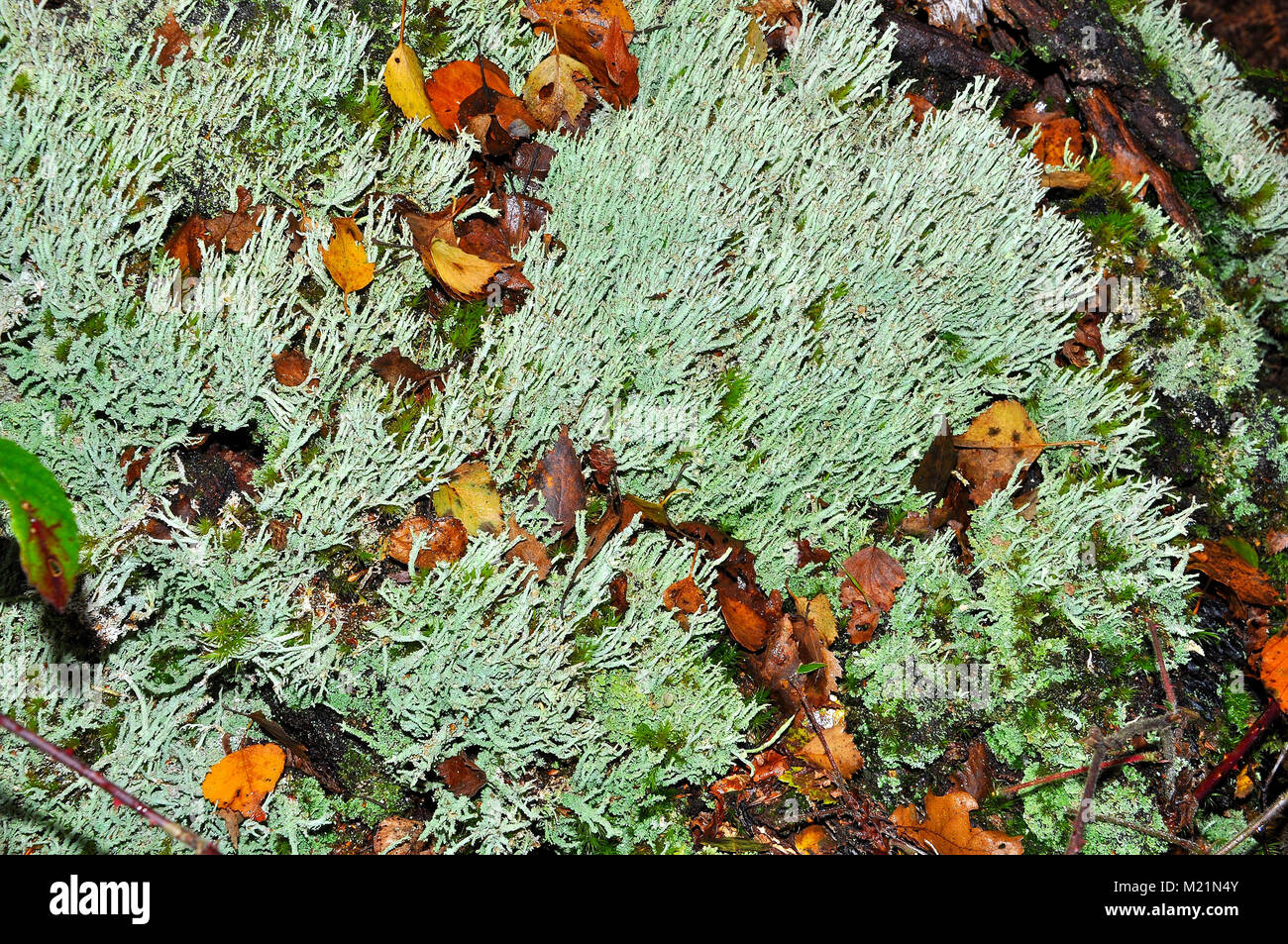 Cladonia Flechten in den New Forest National Park, Hampshire, England Stockfoto