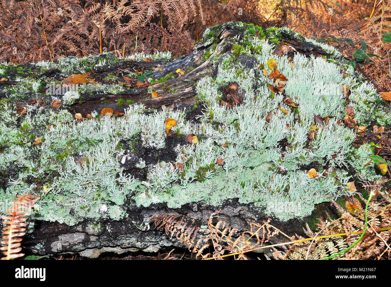 Cladonia Flechten in den New Forest National Park, Hampshire, England Stockfoto