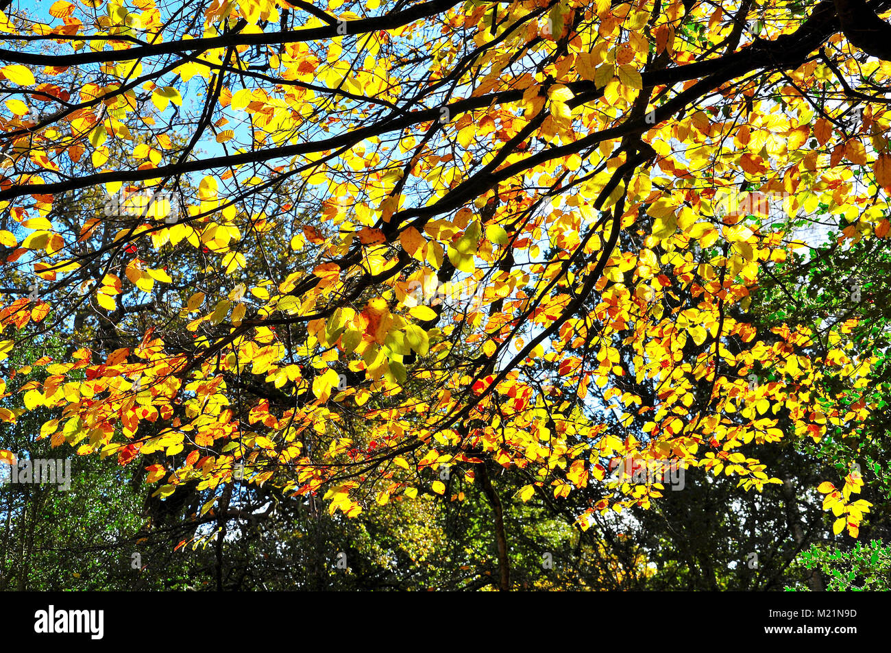 Buchenblätter im Herbst im New Forest National Park, Hampshire, England Stockfoto