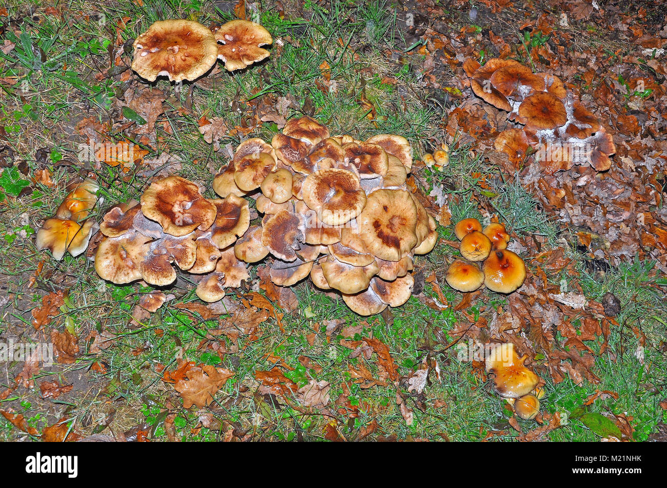 Pilze in den New Forest National Park, Hampshire, England Stockfoto