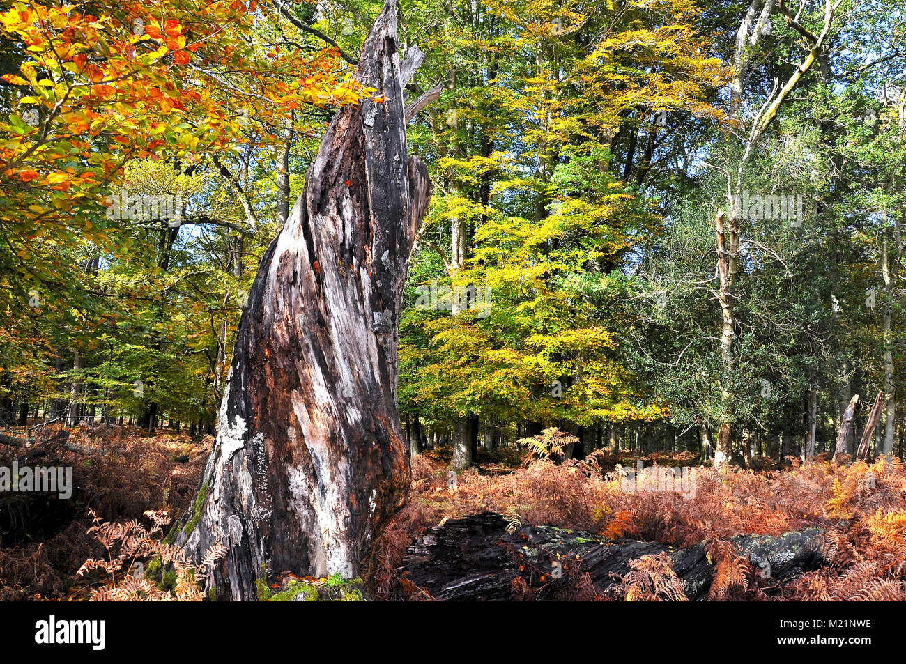 Pine Tree stump im Herbst im New Forest National Park, Hampshire, England. Stockfoto