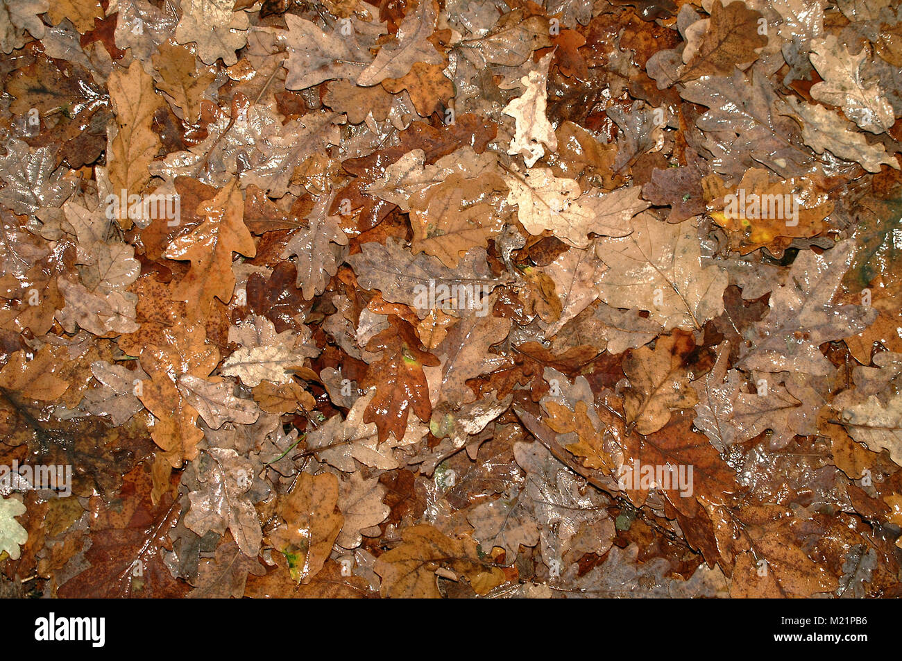 Nasses Eichenlaub im New Forest National Park gefallen Stockfoto