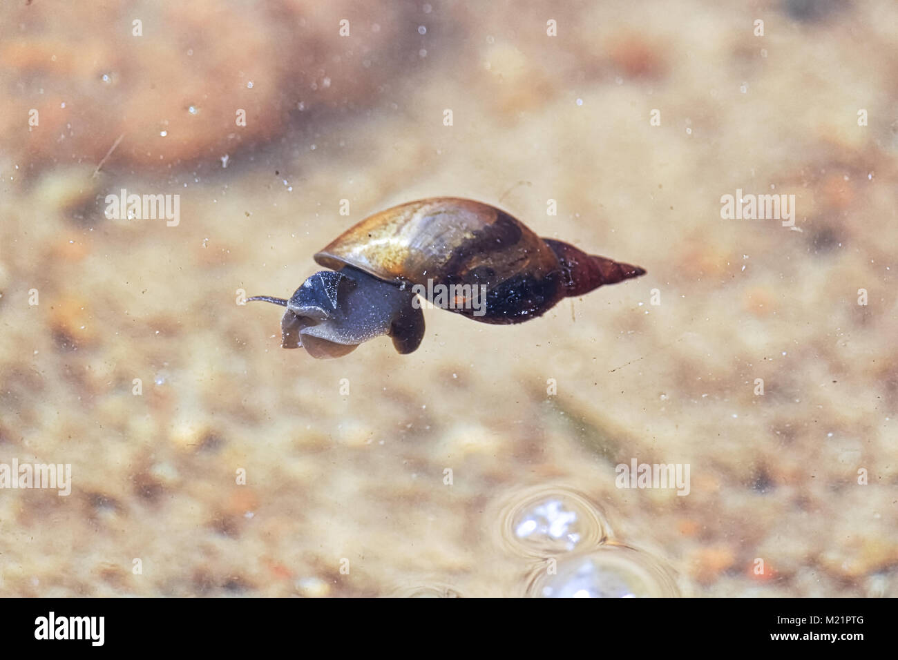 Ein Teich Schnecke schwimmt auf der Oberfläche des Wassers