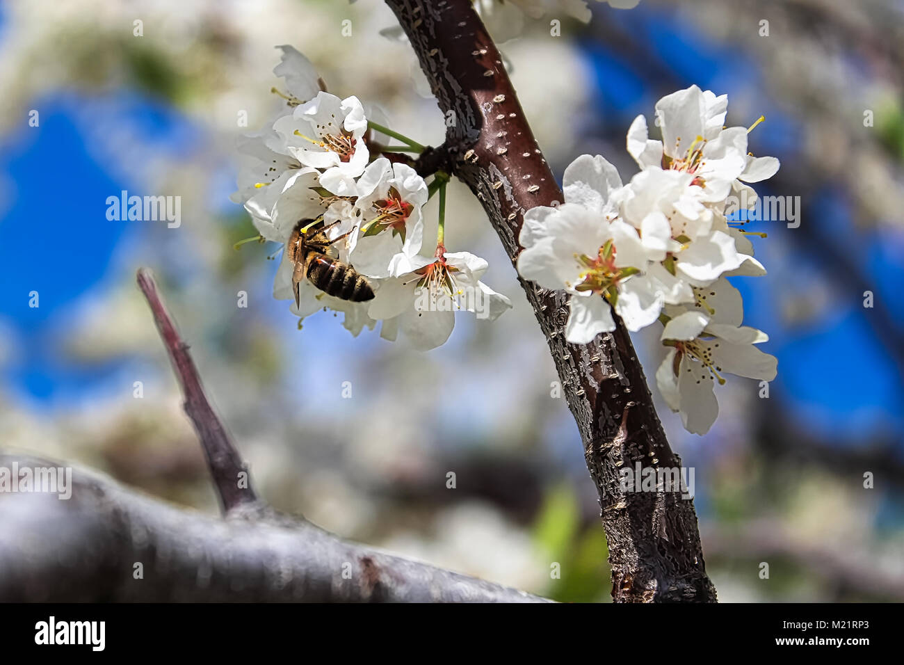 Eine Biene bestäubt Pflaume Blüten im Frühling. Stockfoto