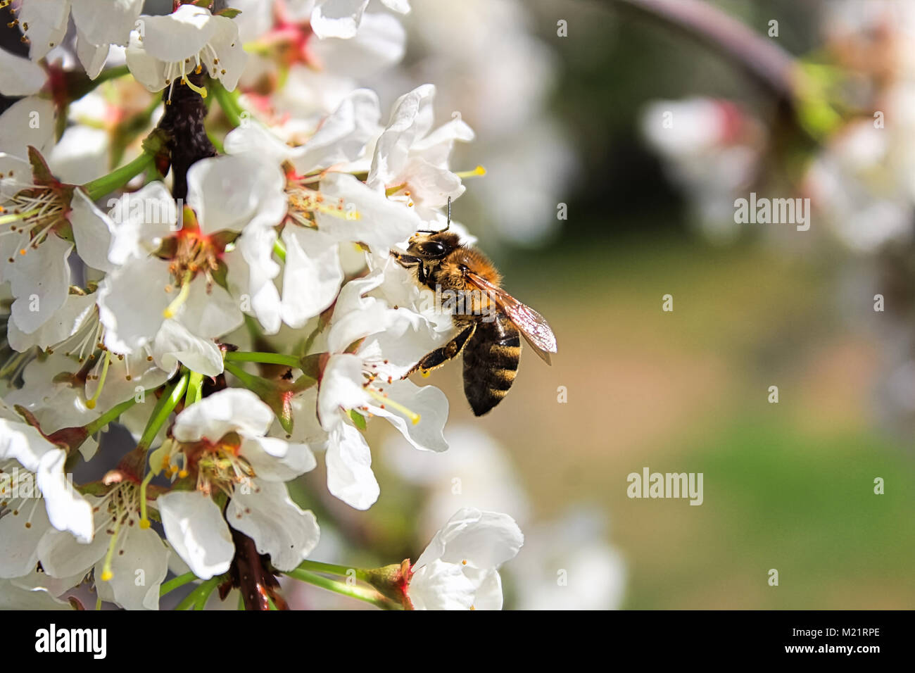 Eine Biene sitzt auf Pflaume Blüten im Frühling. Stockfoto