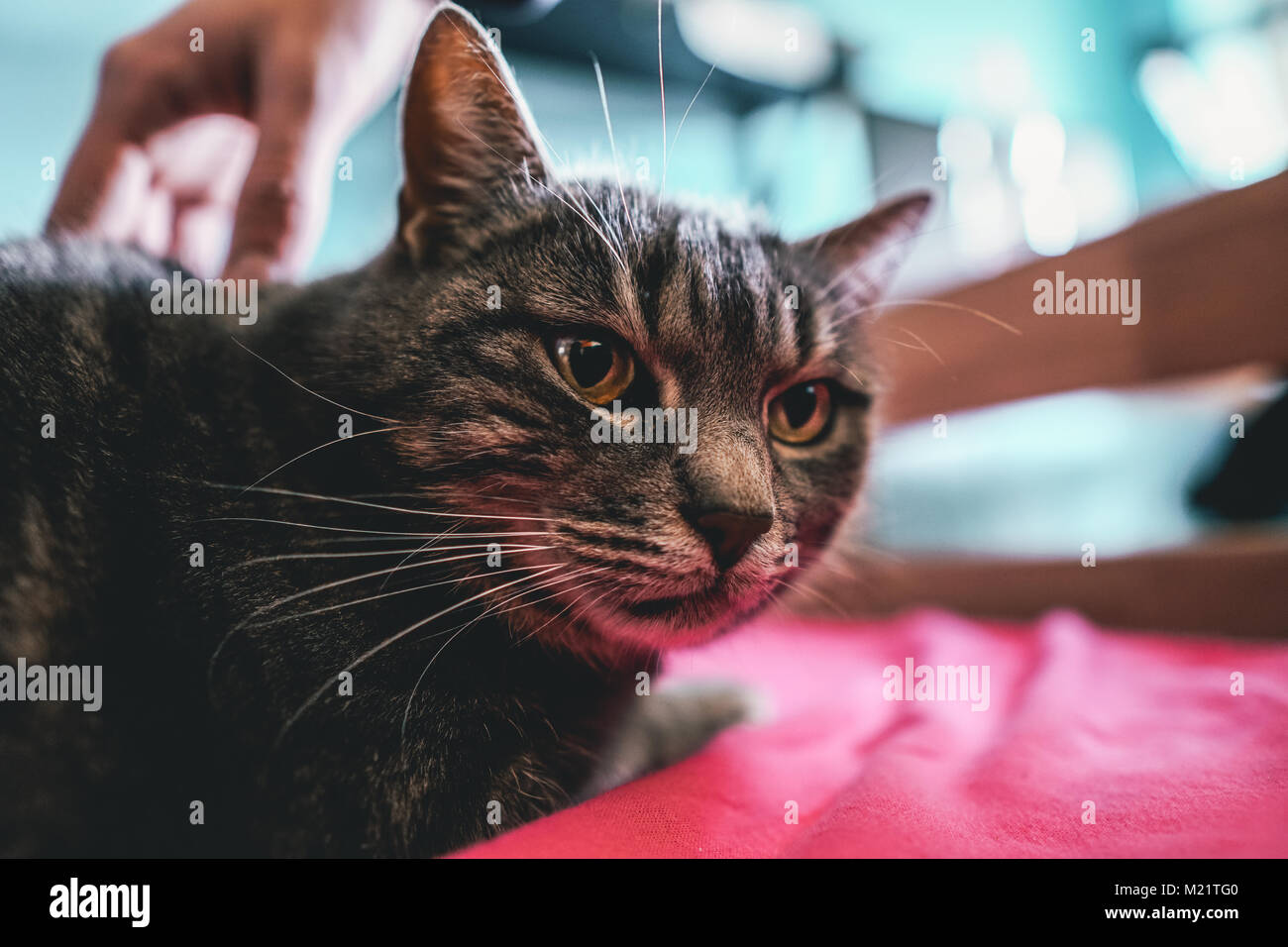 Foto eines graue Katze Stockfoto