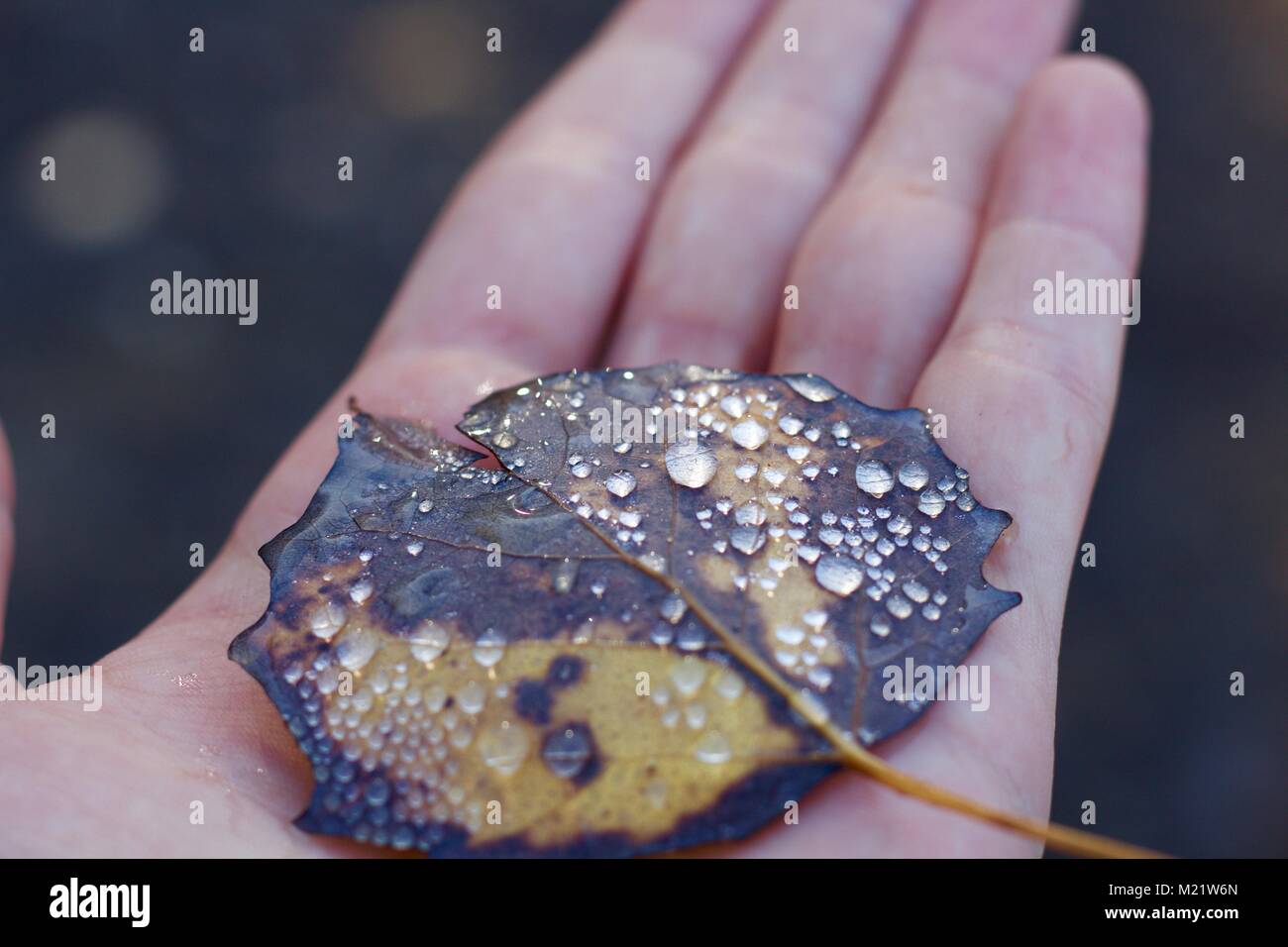 Wassertropfen auf Blatt Stockfoto