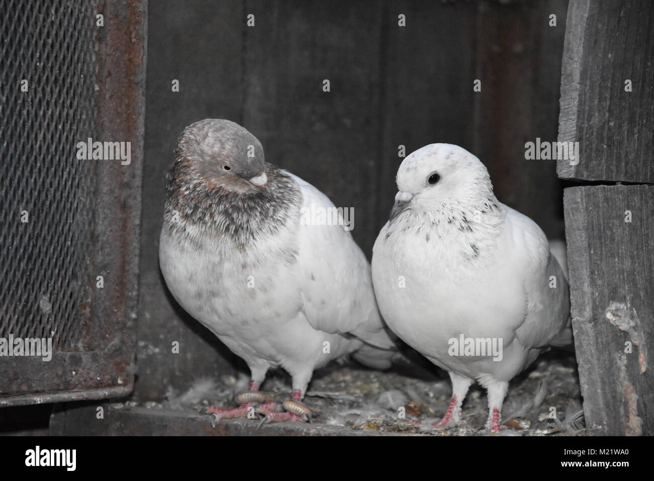 Weiße Taube Paar, taube Familie Stockfoto
