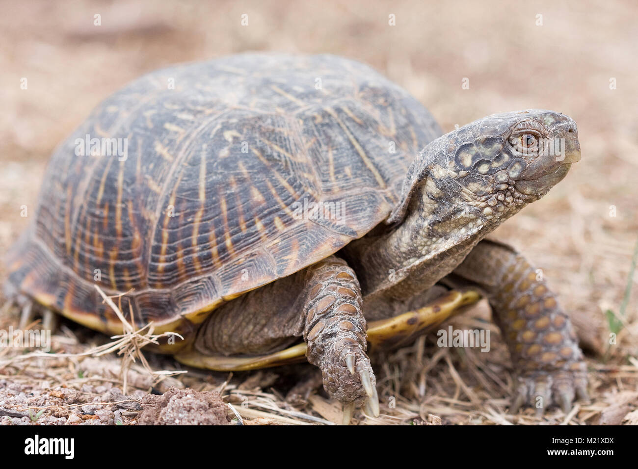 Die Wüste box Turtle (Terrapene ornata Luteola) ist eine Unterart der box Turtle, die endemisch im Südwesten der USA und im nördlichen Mexiko. Stockfoto