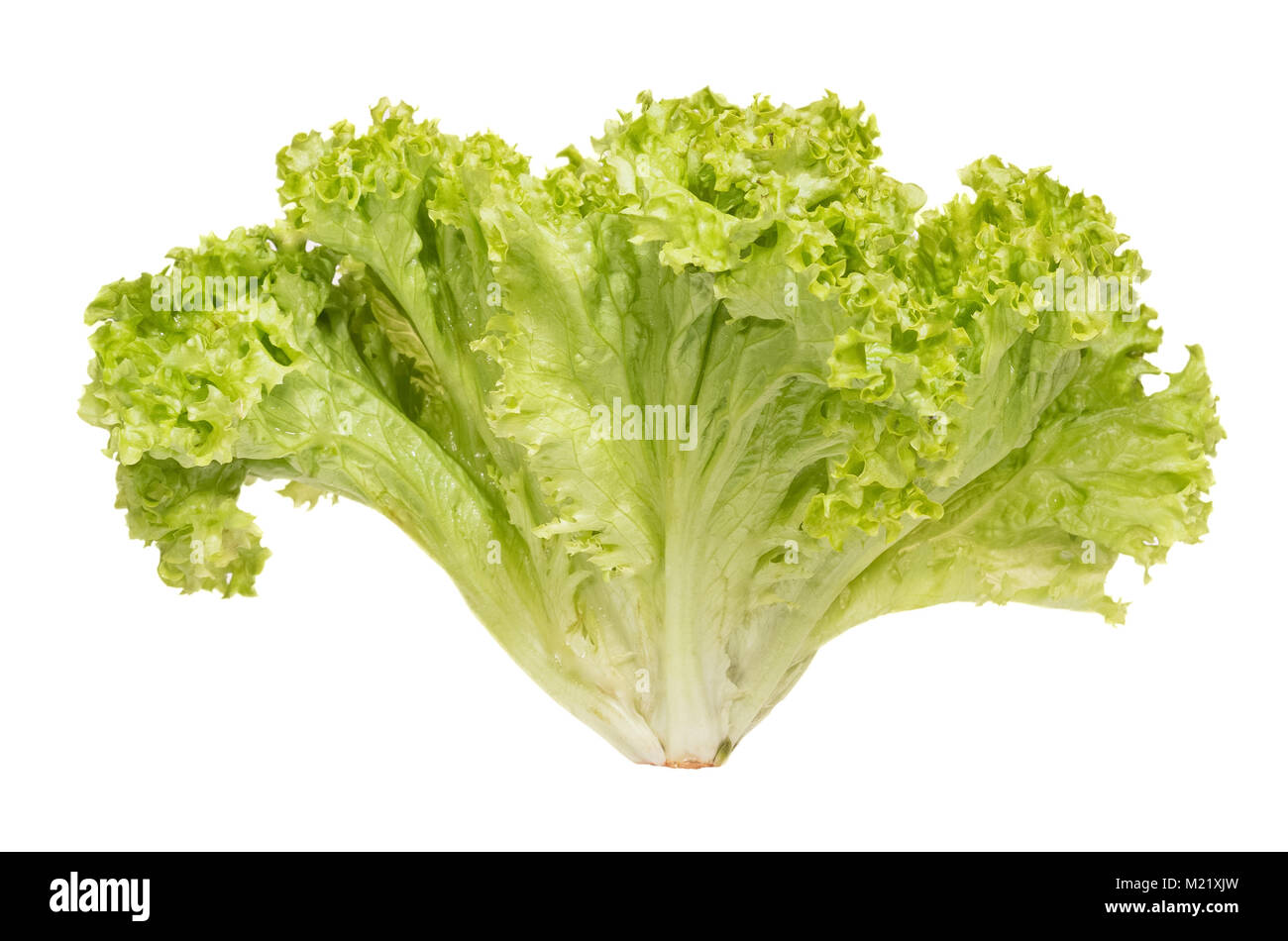 Bündel von Licht grüne Salate auf weißem Hintergrund. Stockfoto