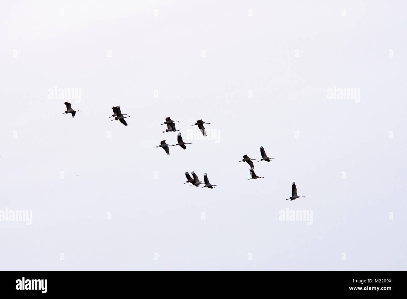 Gemeinsame Kraniche fliegen im Abendlicht über Rietzer See (See Rietz), einem Naturschutzgebiet in der Nähe der Stadt Brandenburg im Nordosten Deutschlands Stockfoto