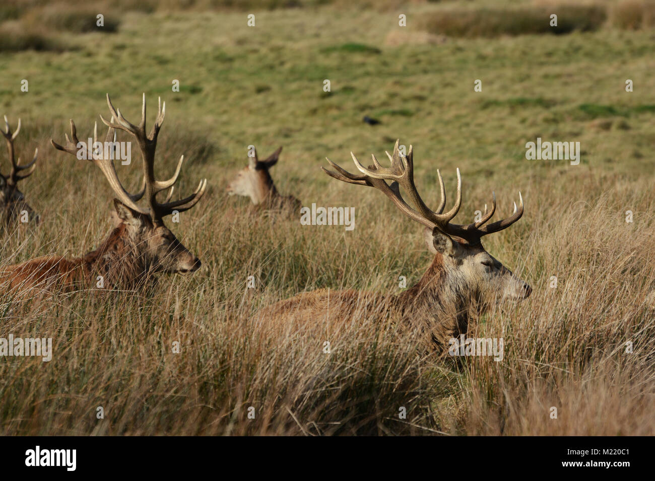 Reh im Richmond Park Stockfoto