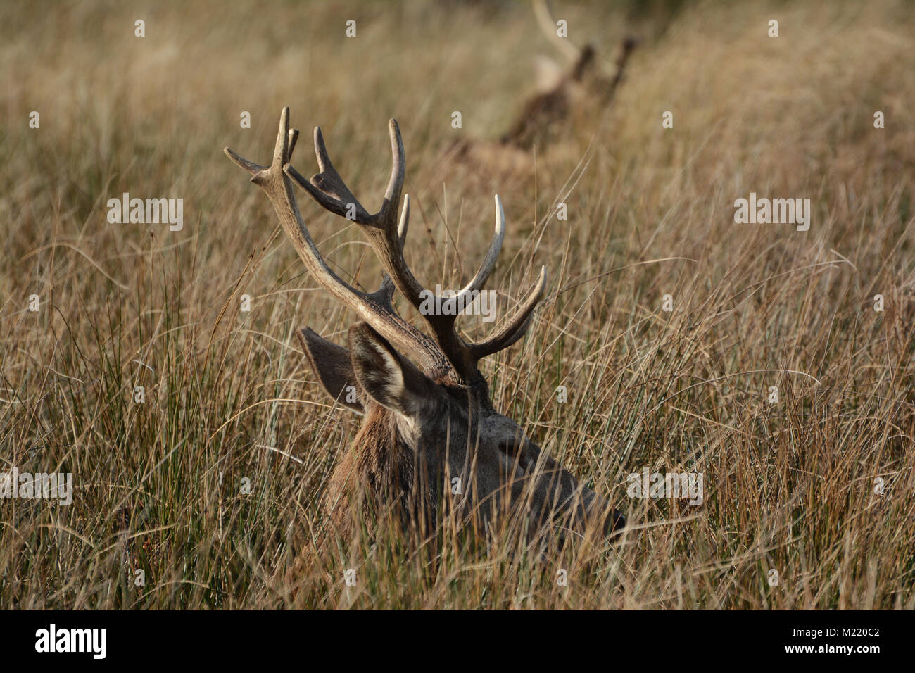 Reh im Richmond Park Stockfoto