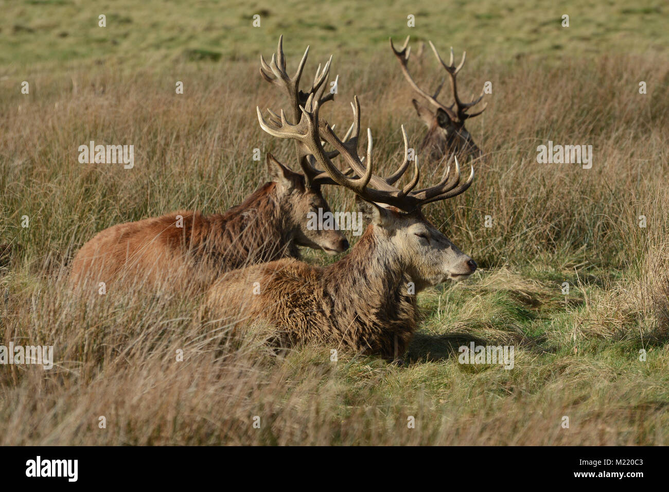 Reh im Richmond Park Stockfoto