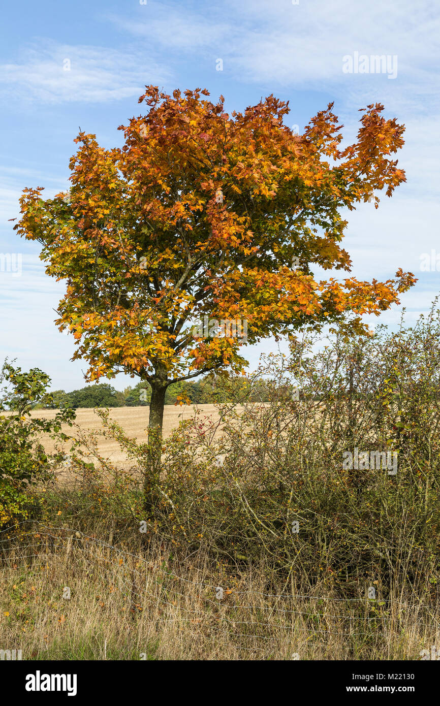 Ein Bild erfassen die leuchtenden Farben von einer Platane im Herbst. Stockfoto