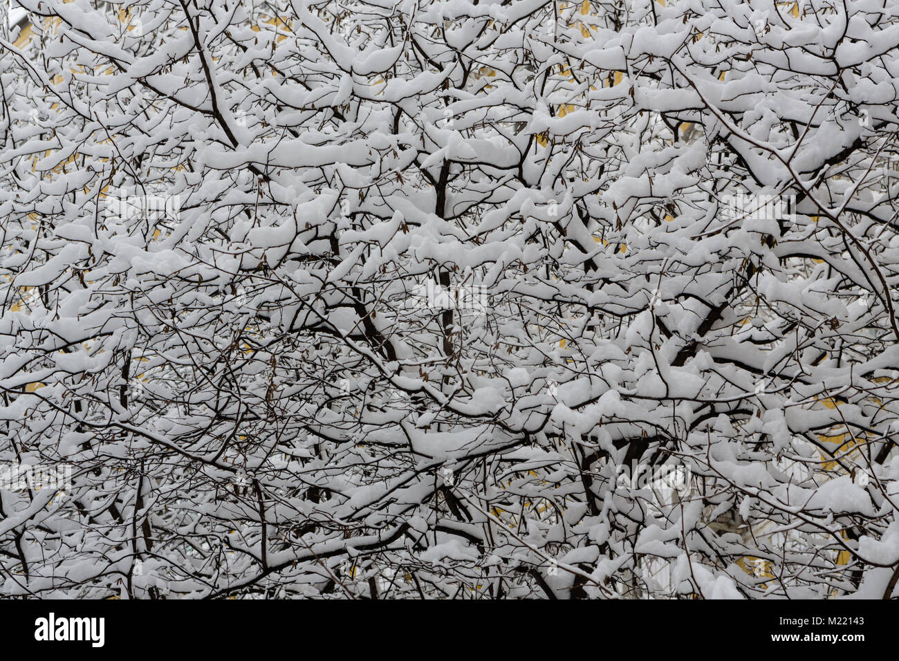Schnee Spitze - die Zweige von Bäumen bedeckt mit Schnee Nach schwere Schneefälle Stockfoto
