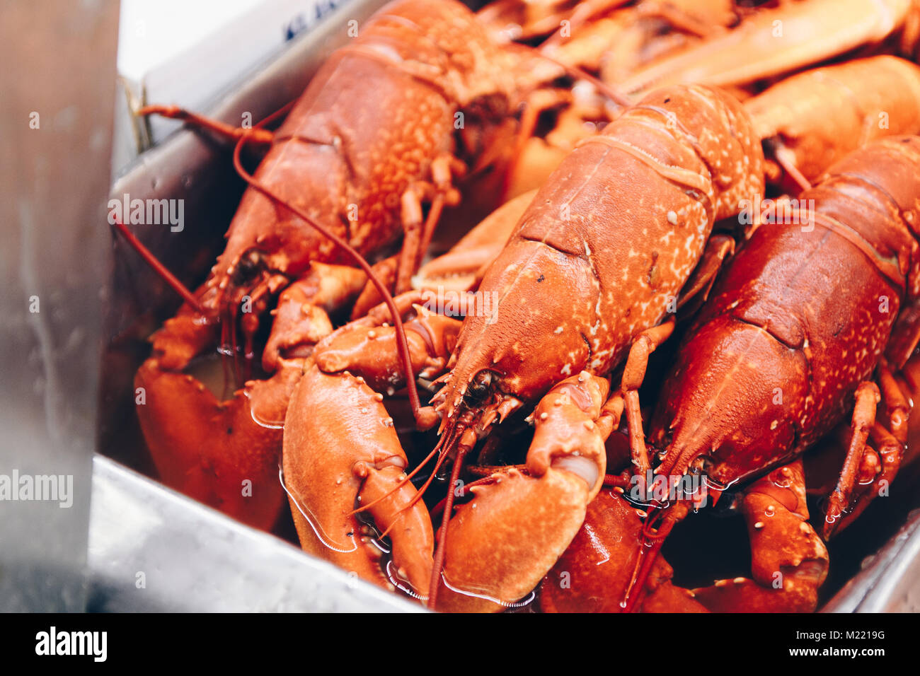 Hummer in sauberen weißen Umgebung gegessen zu werden. Stockfoto