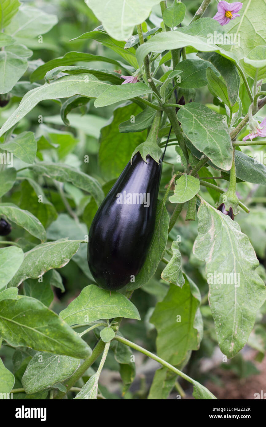 Reif Violett Aubergine In Einem Gewachshaus In Jordan Valley