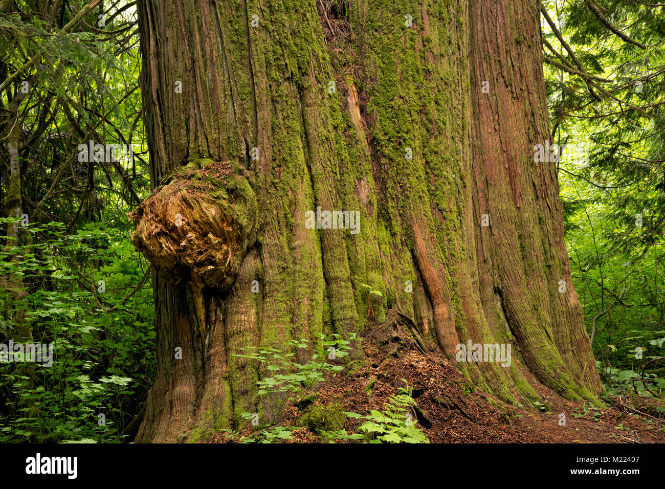 WA 13225-00 ... WASHINGTON - riesige Western Red Cedar Bäume wachsen entlang der Grossen Beaver Valley Trail Abschnitt des Pazifischen Nordwestens Trail in Ross Lake N Stockfoto