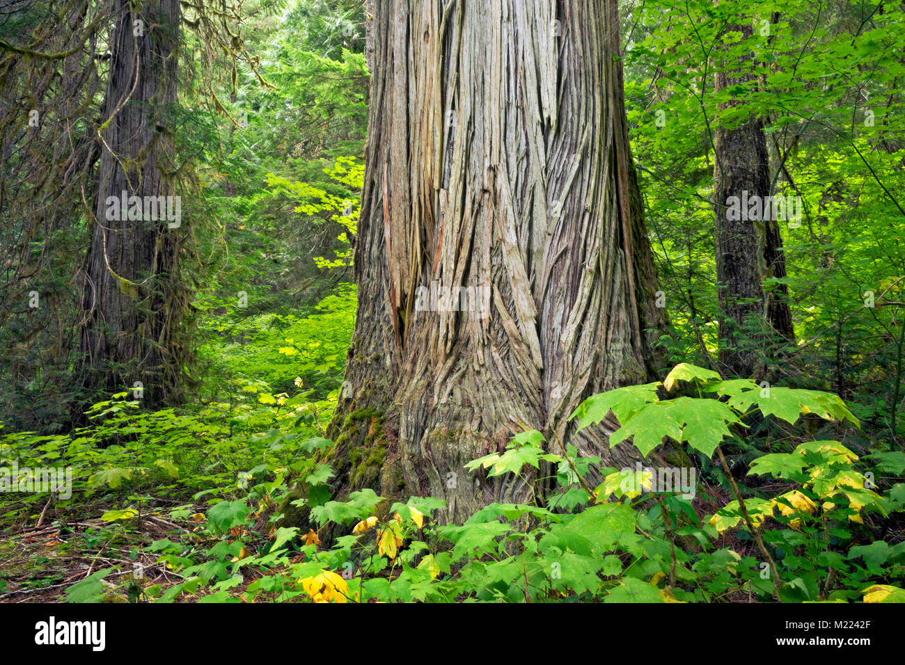 WA 13233-00 ... WASHINGTON - riesige Western Red Cedar Bäume growingin der Big Beaver Valley entlang der Pazifischen Nordwesten Trail in Ross Lake National Recreat Stockfoto