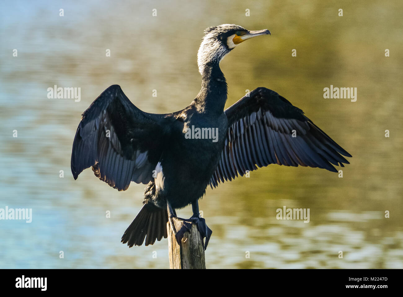 Double-Crested Cormorant, Phalacrocorax auritus Stockfoto