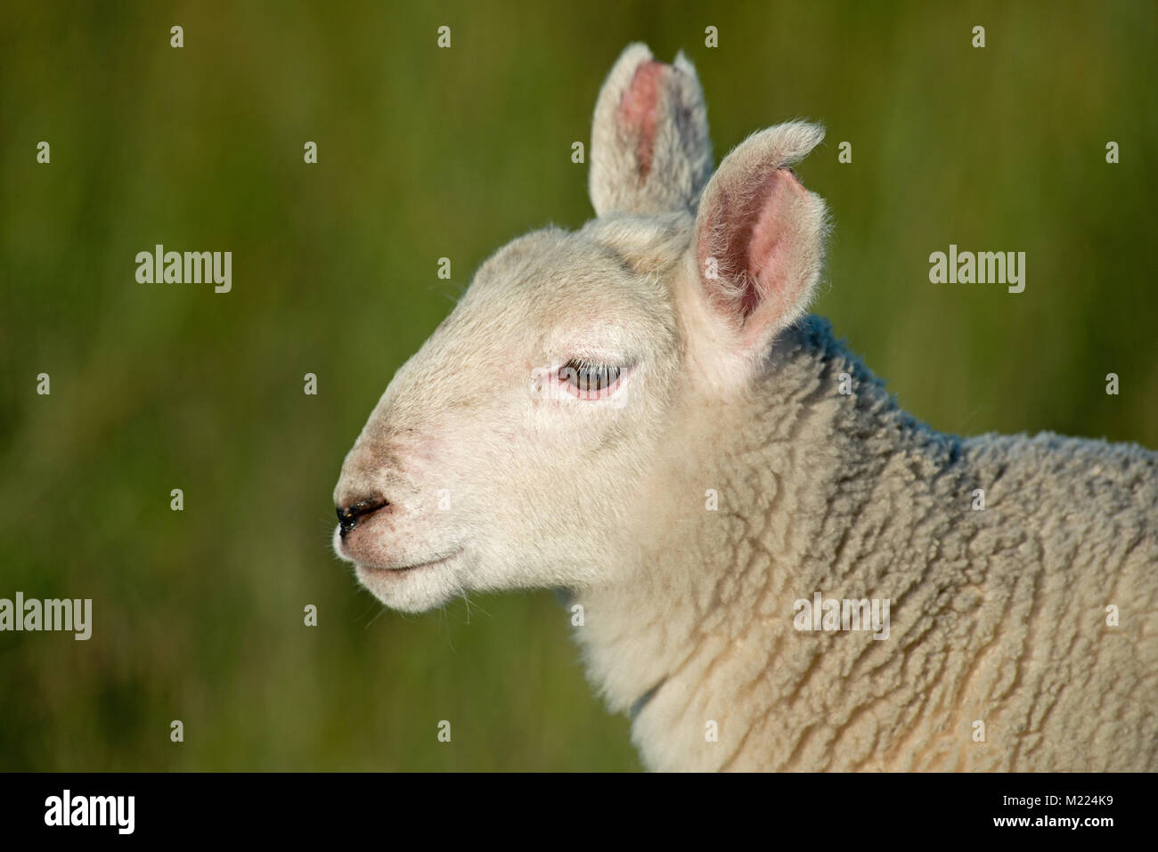 Lamb-Ovis Widder. Yorkshire. Großbritannien Stockfoto