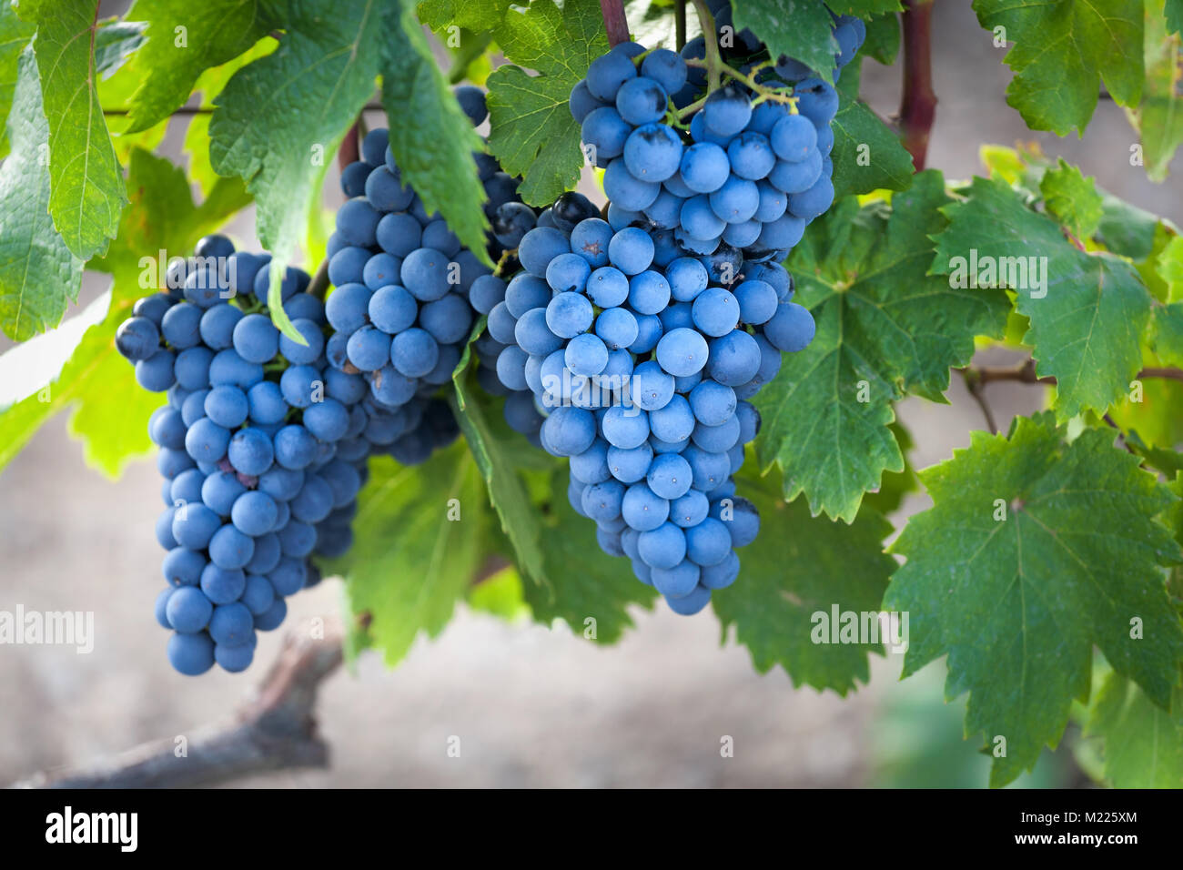 Ernte in Kürze im Weinberg. Stockfoto