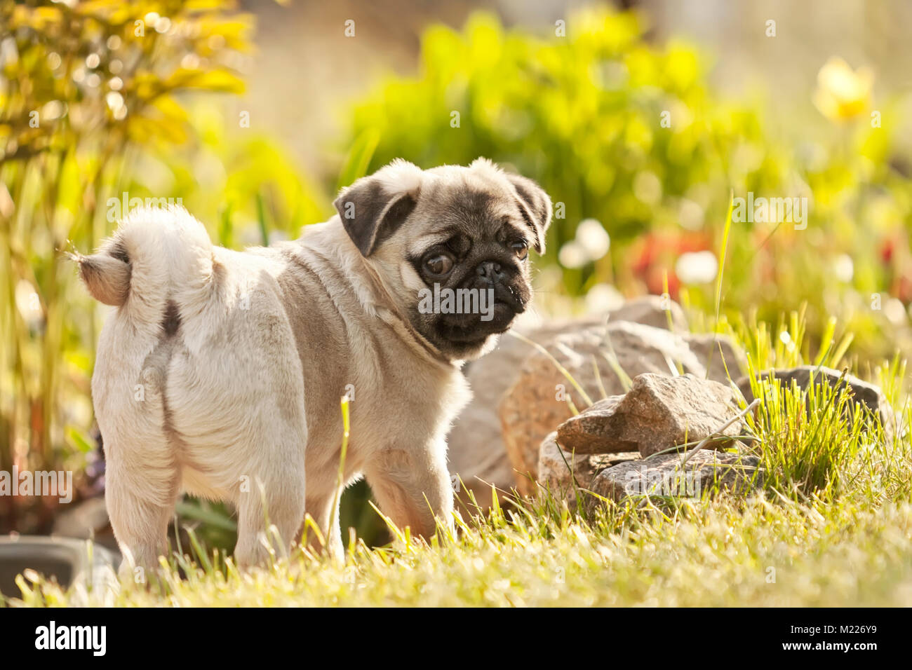 Der Welpe der Hund mit dem Schwanz, ein Mops twirled in einem Garten auf einer Wiese spielt, auf grünem Gras Stockfoto