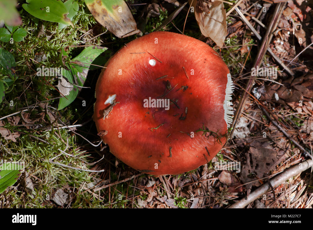 Psathyrella emetica, eine giftige rote Pilz auf dem Waldboden in Upstate New York in den USA wächst. Stockfoto