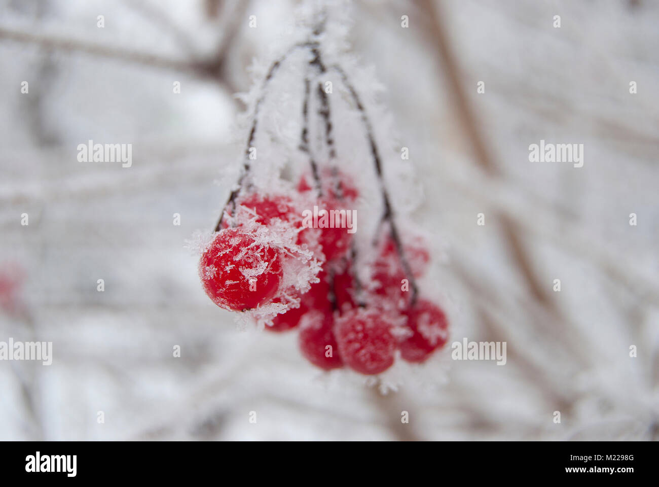 Ein Zweig der Viburnum, mit Raureif in einem strengen Frost bedeckt. Wintergarten. Stockfoto