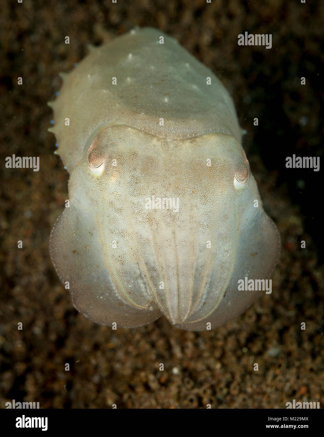 Tintenfisch vorgibt, unsichtbar werden. Stockfoto