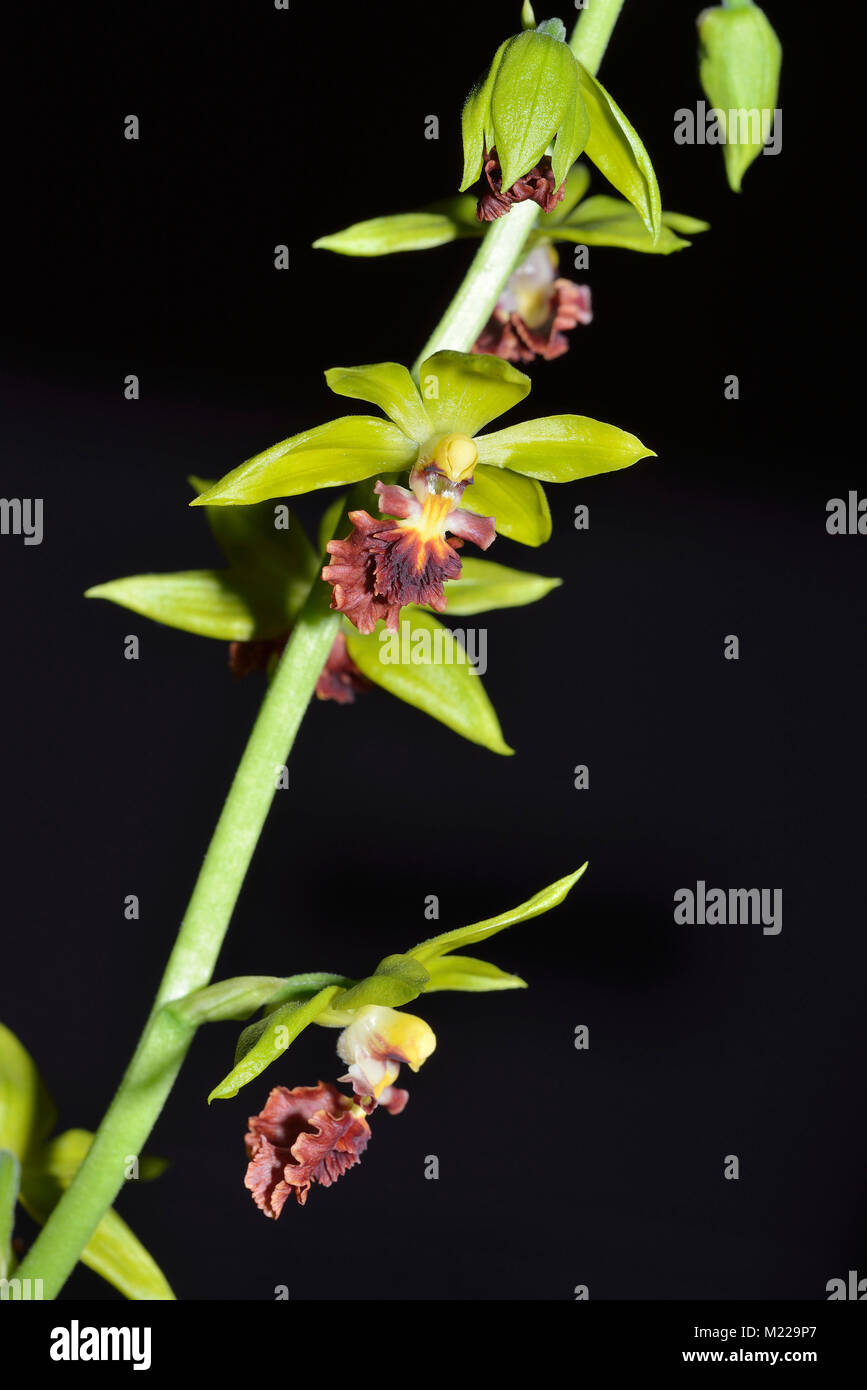 Drei Keeled Calanthe Orchidee - Calanthe Tricarinata aus Asien Stockfoto
