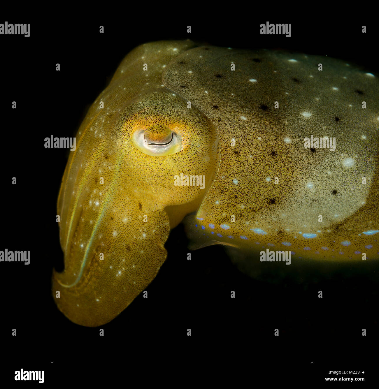 Tintenfische verstecken in der Nähe von einem kleinen Coral Stockfoto