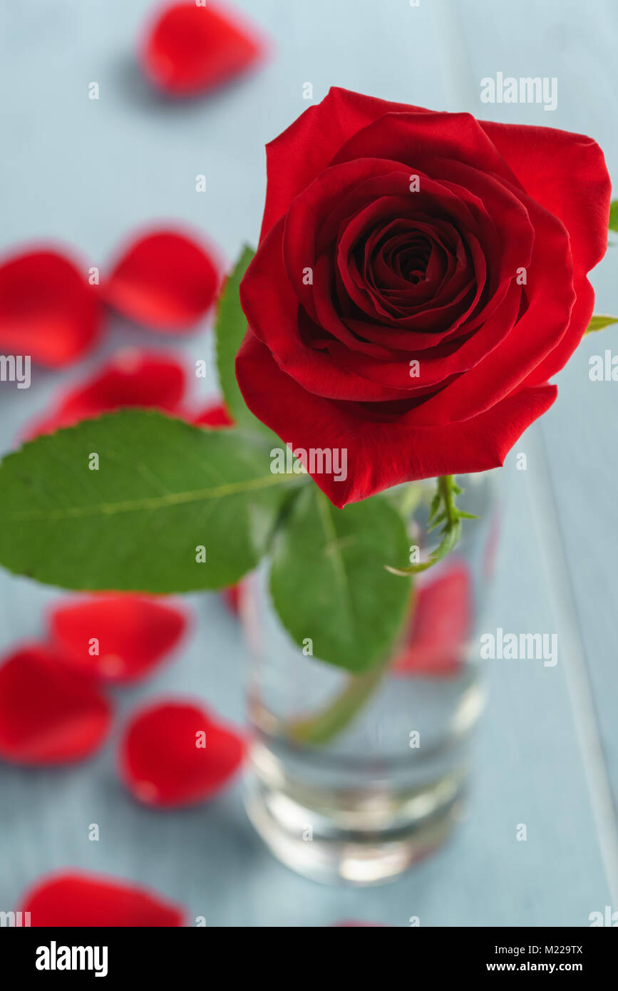 Closeup rote Rose auf blauem Holz Tisch aus Glas Stockfoto