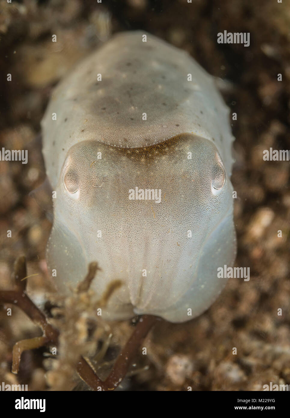 Tintenfische verstecken in der Nähe von einem kleinen Coral Stockfoto