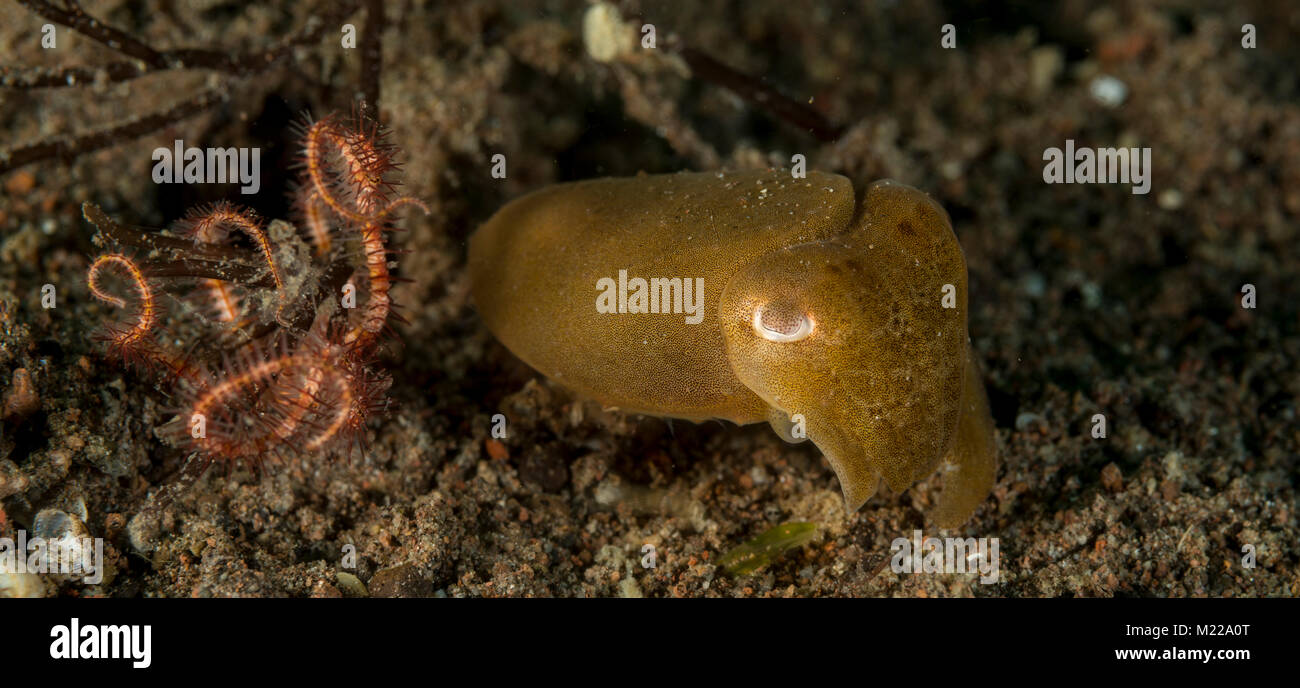 Tintenfische verstecken in der Nähe von einem kleinen Coral Stockfoto