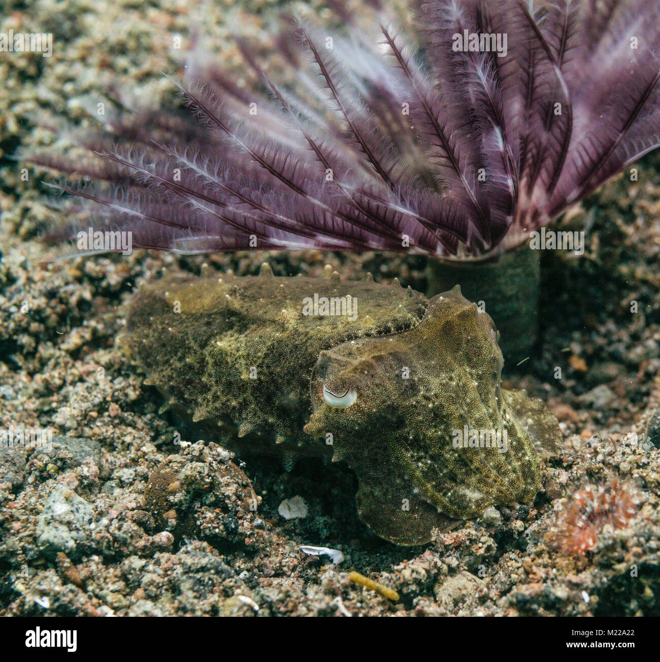 Tintenfische verstecken in der Nähe von einem kleinen Coral Stockfoto