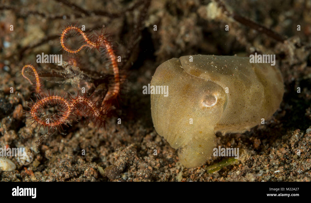 Tintenfische verstecken in der Nähe von einem kleinen Coral Stockfoto