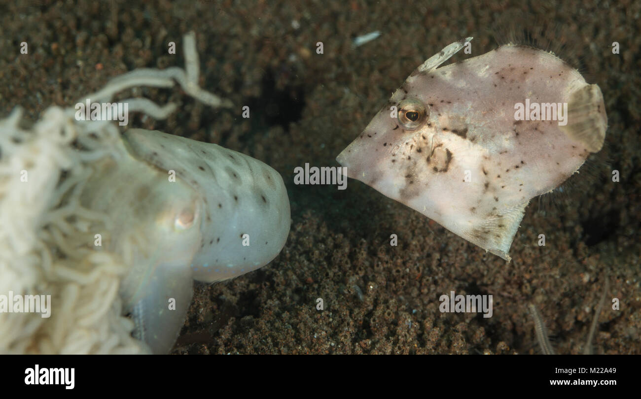 Filefish schwebend über den sandigen Boden Stockfoto