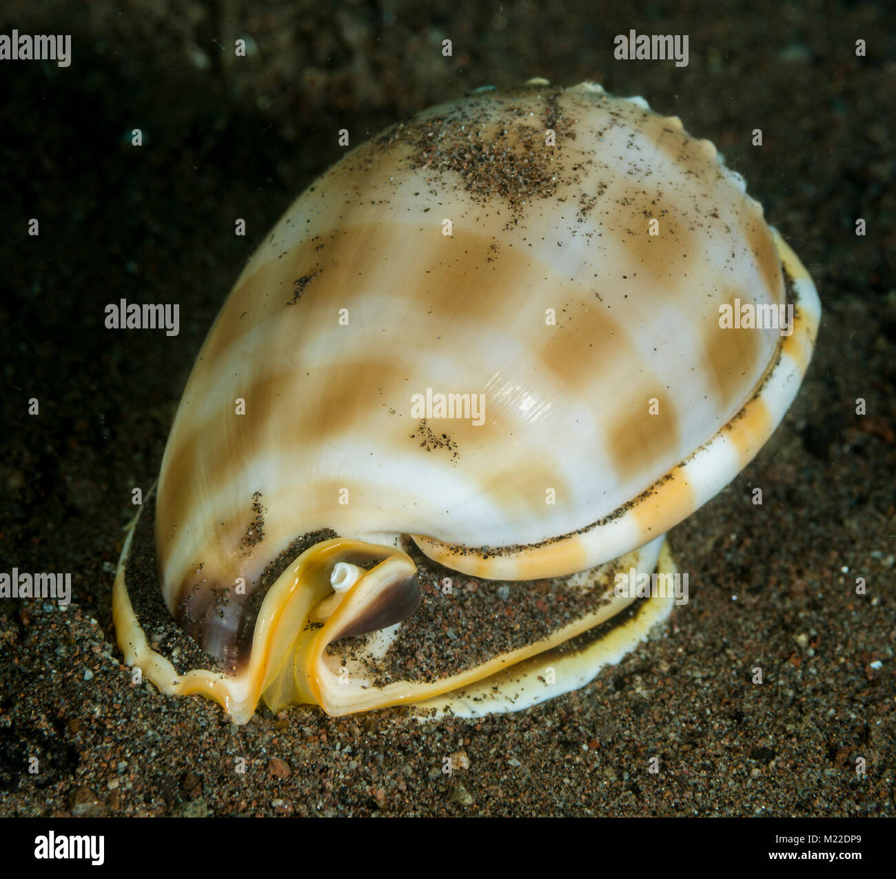 Motorhaube Schnecke gräbt sich in den Sand Stockfoto