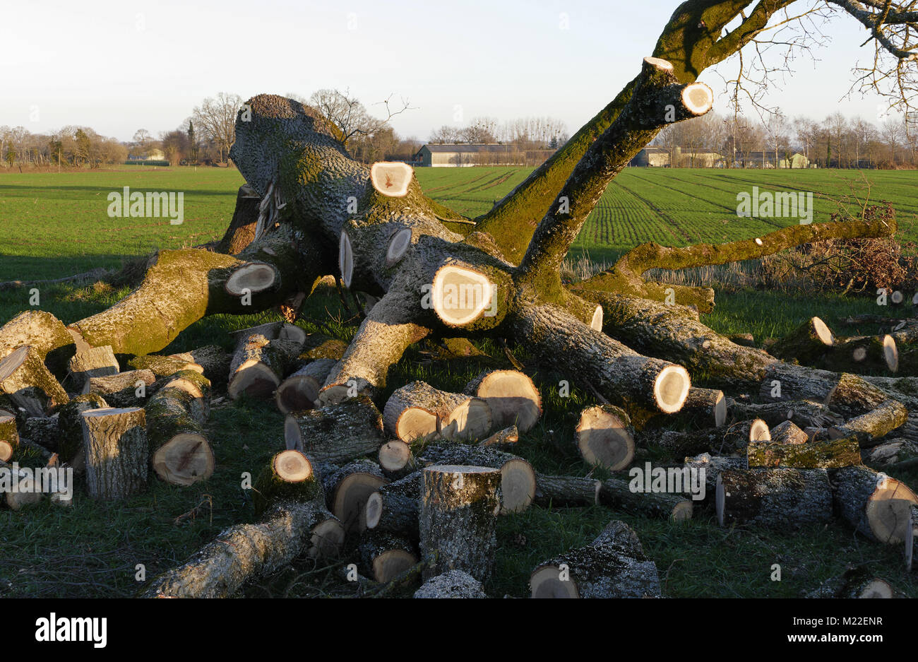 Schlachten von einer Eiche, Schneiden von Ästen (nördliche Mayenne, Land der Loire, Frankreich). Stockfoto