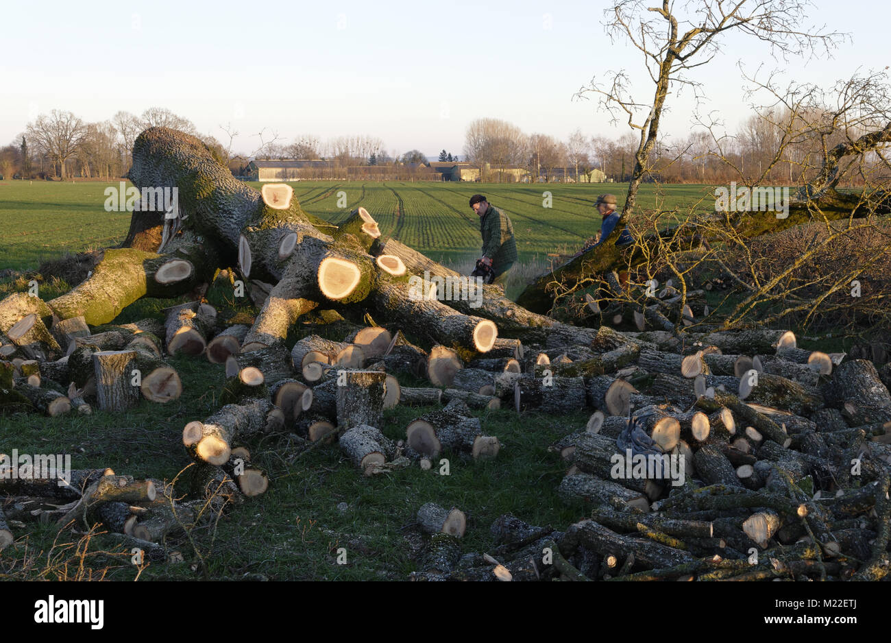 Die Schlachtung einer Eiche, Schneiden von Ästen, im Norden der Mayenne (Mayenne, Pays de la Loire, Frankreich). Stockfoto