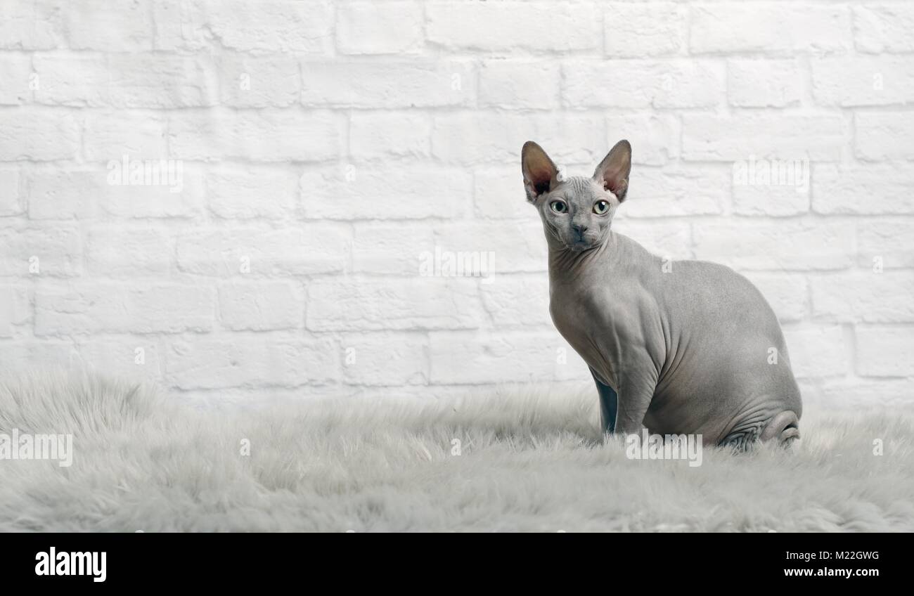 Grau sphynx Cat sitzen auf einem Fell Decke und Blick in die Kamera. Stockfoto